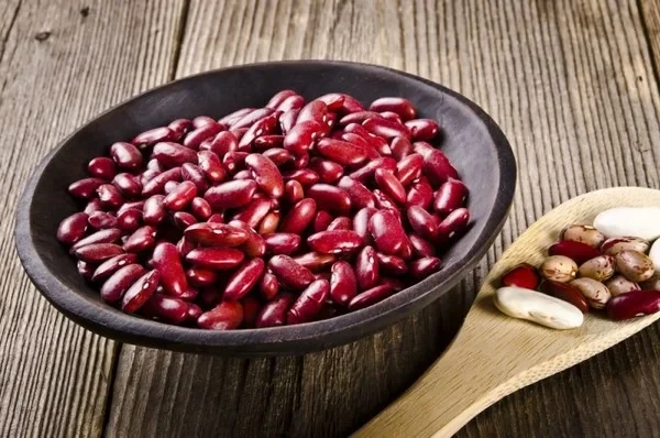 Beans as a brand of Kyrgyzstan: a processing plant is proposed to be built in Talas