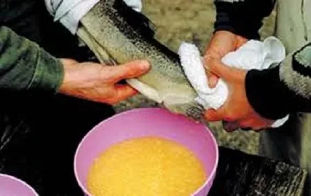Work has been carried out to obtain eggs of Issyk-Kul trout by artificial methods