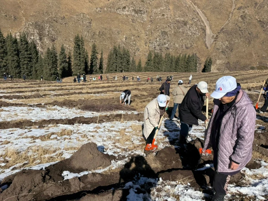 “Zhasyl Muras”: 2,000 birch seedlings planted in Chon-Kemin