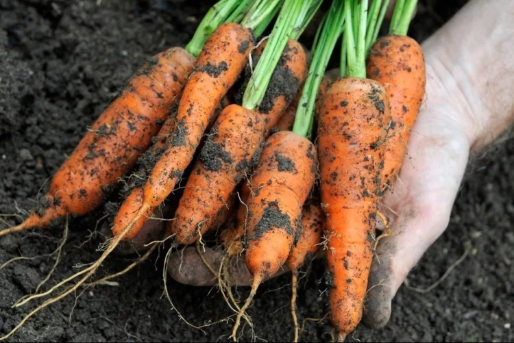 Farmers from the village of Tort-Gul in the Chui region set a record for carrot yield