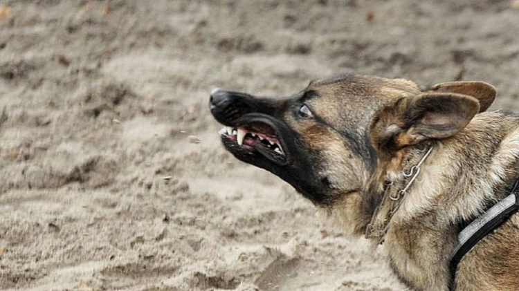 In Osh Region, a second grader died after a dog attack