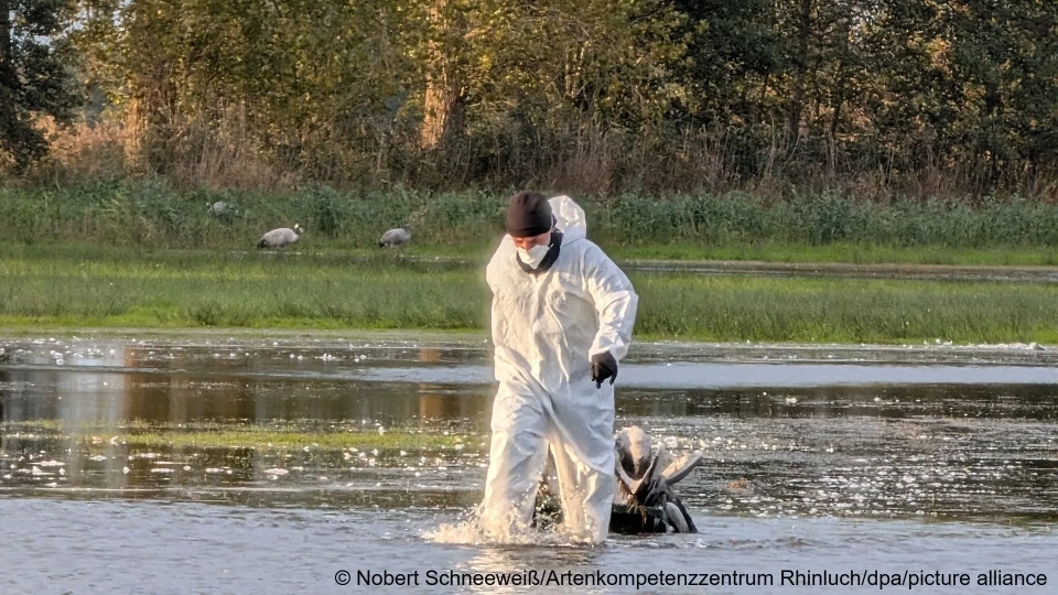В Германии гибель журавлей от птичьего гриппа достиг невиданных масштабов