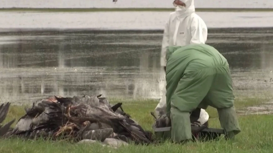 В Германии из-за птичьего гриппа забили 400 тысяч голов домашней птицы