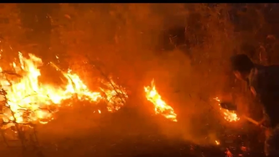 В Иссык-Кульской области милиционеры предотвратили лесной пожар