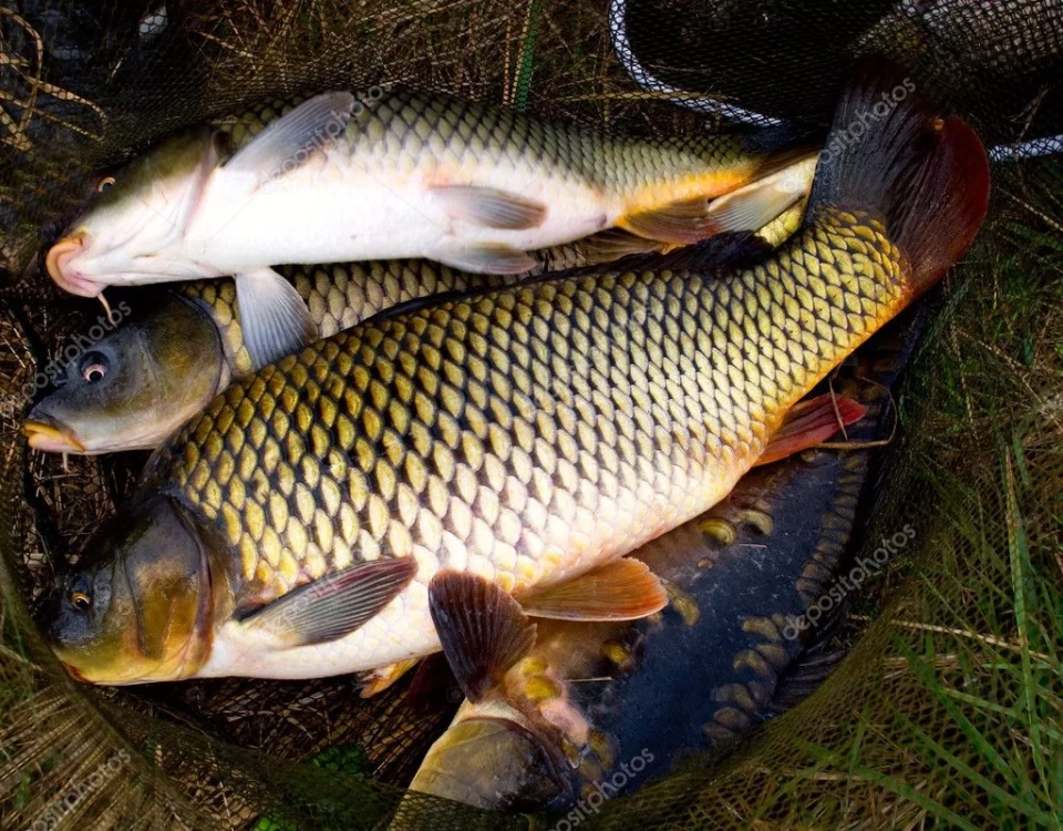 Иссык-Кулда балыкчыларга балыктардын ооруларынын диагнозу жана алдын алуу боюнча окутуу өткөрүлүүдө