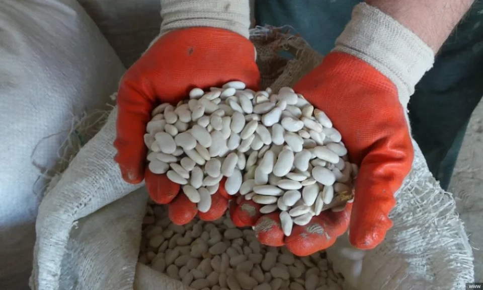 Beans as a Brand of Kyrgyzstan: A Processing Plant is Proposed to be Built in Talas