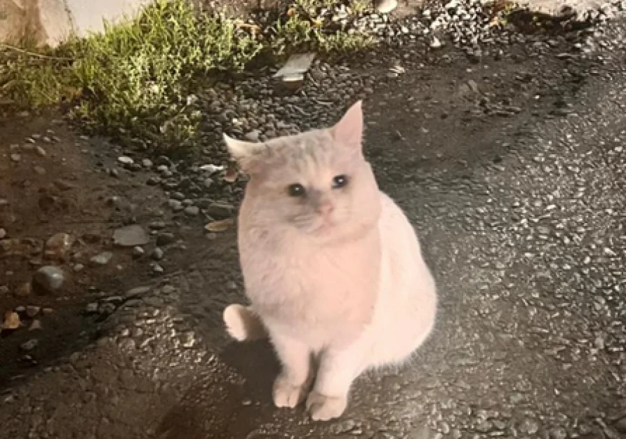 Отстрел кошек в Бишкеке. «Общество не поймет»