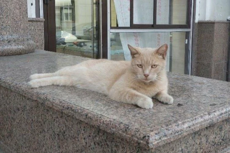 Отстрел кошек в Бишкеке. Город заполонят крысы — глава фонда «Добрые руки»