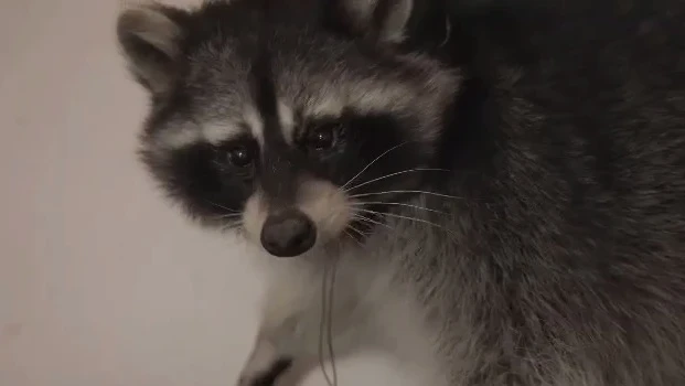 Дикобраз Борис и енот Василий покинули Бишкекский цирк. Где они сейчас?