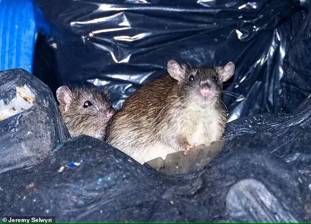 В Алматы наблюдается засилье крыс