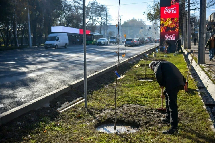 More than 500 trees were planted in Bishkek