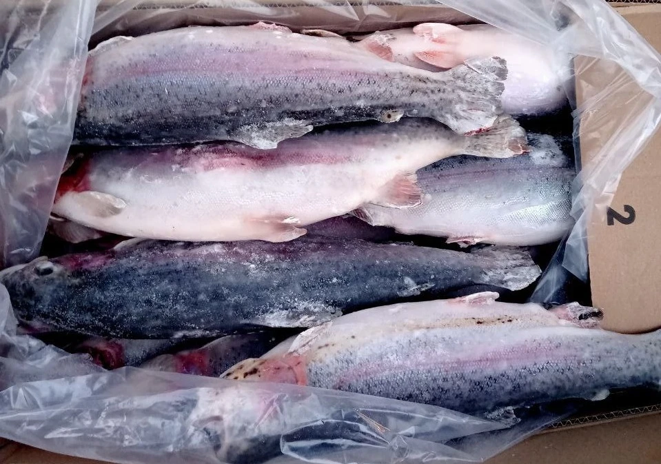 Over 40 tons of trout from Kyrgyzstan attempted to be imported into Russia without documents