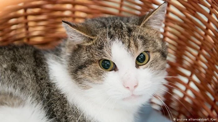 У кошек и собак стали чаще возникать проблемы с сердцем из-за истерик хозяев