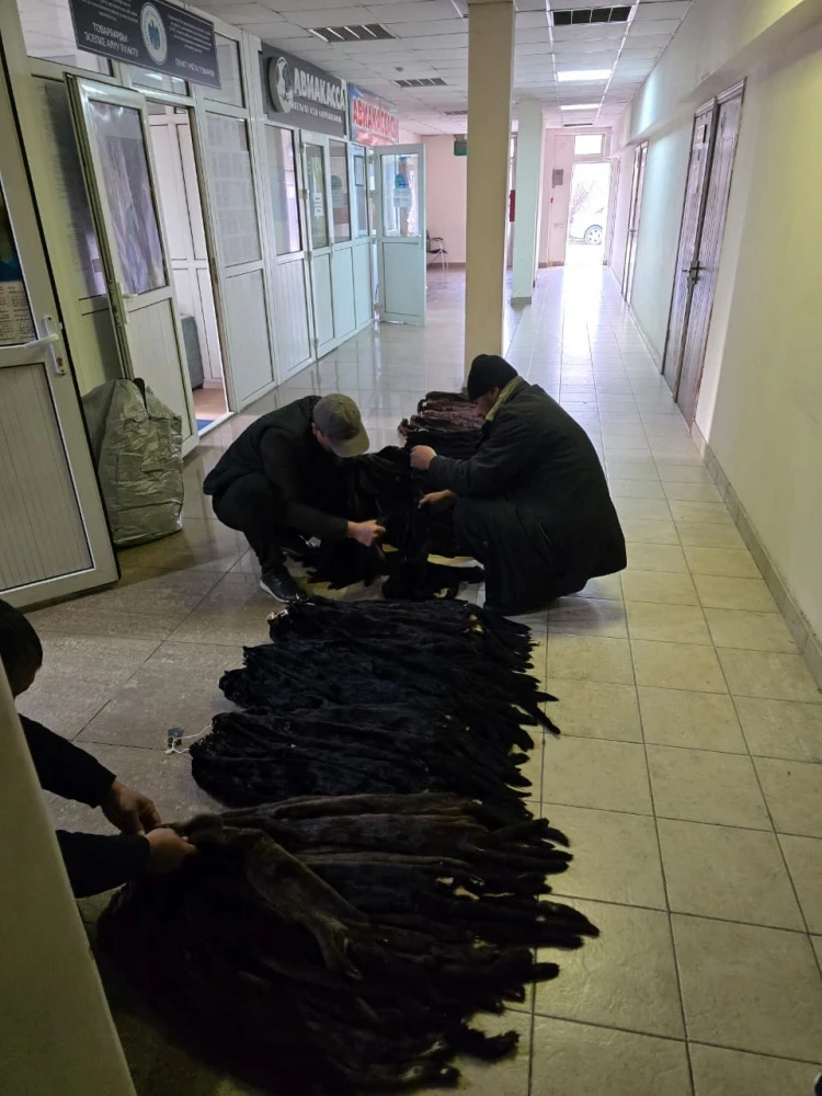 У жүргүнчүлөрдүн учагында 50 кгдан ашык декларацияланбаган норка терилери табылды