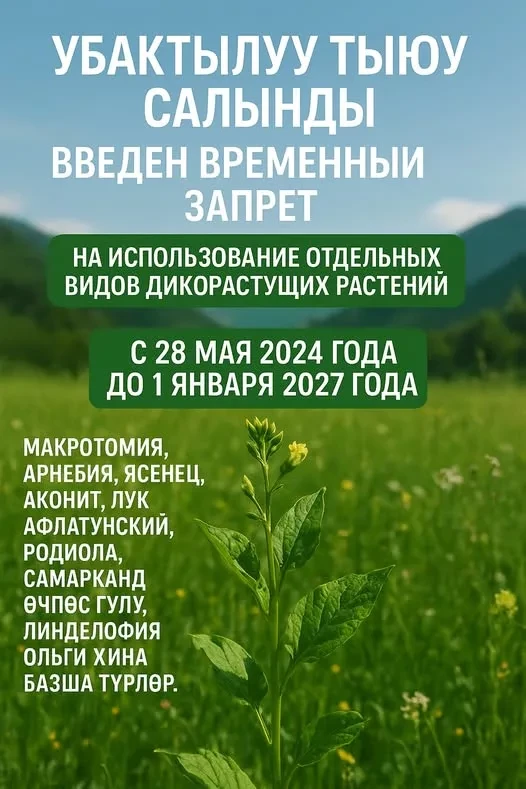 In Kyrgyzstan, there is a ban on the collection and use of certain types of plants.