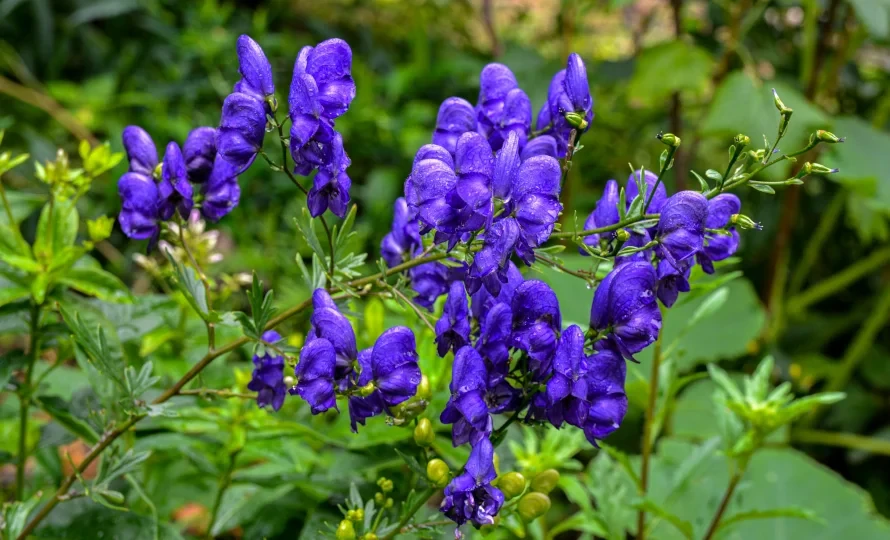 The Ministry of Natural Resources reminded about the ban on the collection and use of certain types of plants