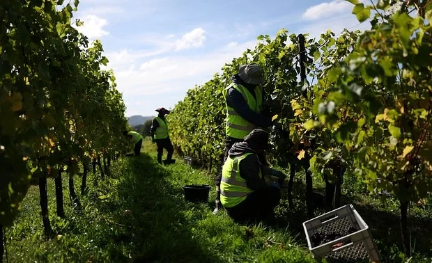 The climate has impacted the production of popular alcohol.