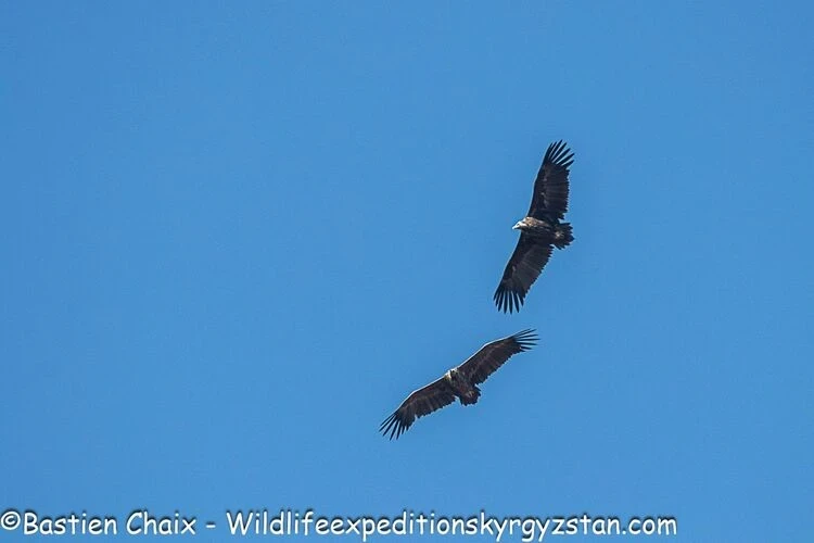 Nature Reserve "Besh-Aral". The French expedition shared unique photos
