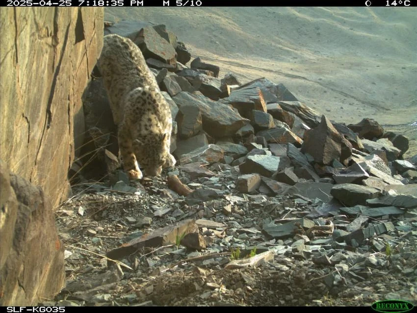 Wild animals captured in camera traps in the "Ak-Suu" Nature Reserve