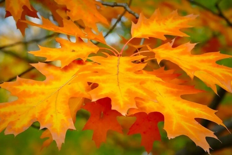 Температурные рекорды. Самым холодным 15 ноября в Бишкеке было в 1937 году