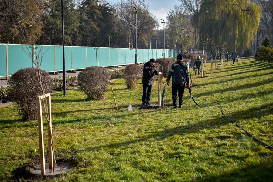 In the center of Bishkek, a row of 14 willows was planted