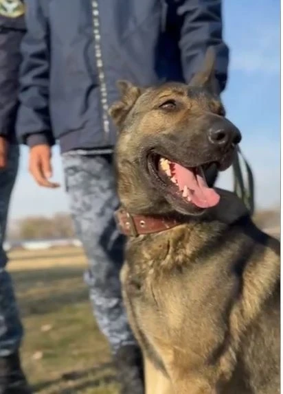 The dog handlers of the State Traffic Safety Inspectorate won three golds and a silver at the interagency competitions.