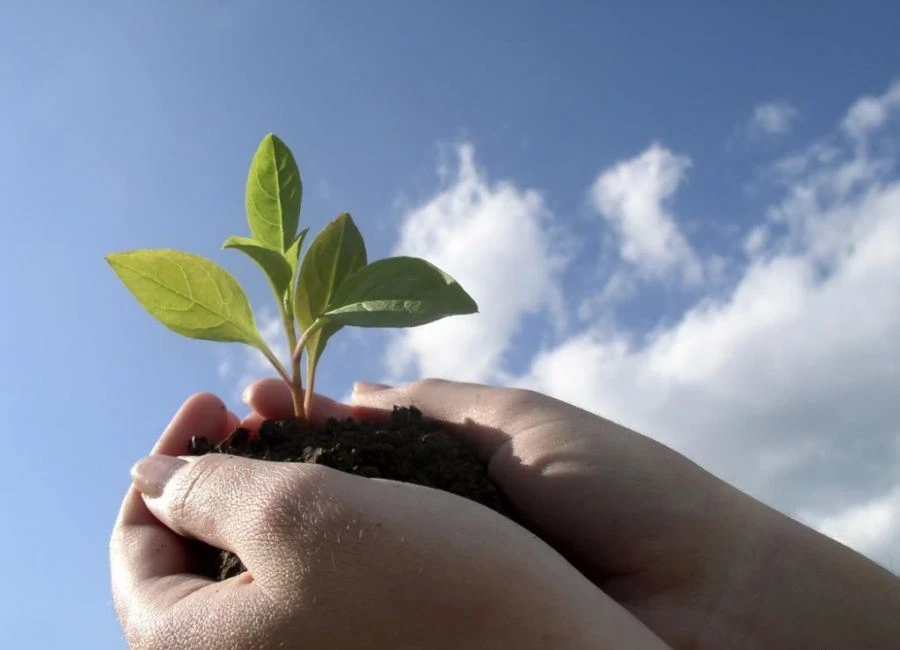 The Ministry of Agriculture of Kyrgyzstan proposes to introduce a temporary restriction on the import of fruit and berry seedlings.