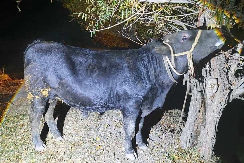 Кыргызстандын чек арачылары Тажикстанга мал-жандыктарды мыйзамсыз чыгарууга жол бербешти