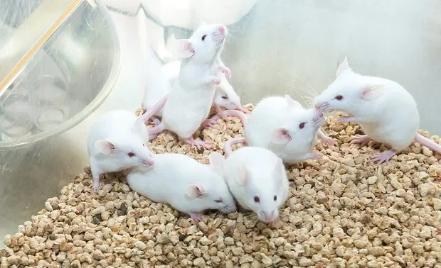 Scientists have managed to overcome type 1 diabetes