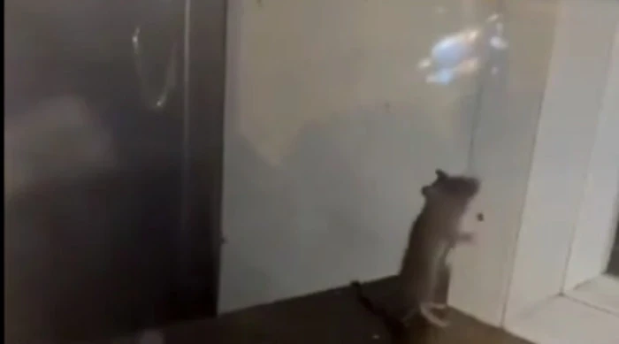 В одной из областей Казахстана из-за нашествия грызунов временно закрыли школы и детсады