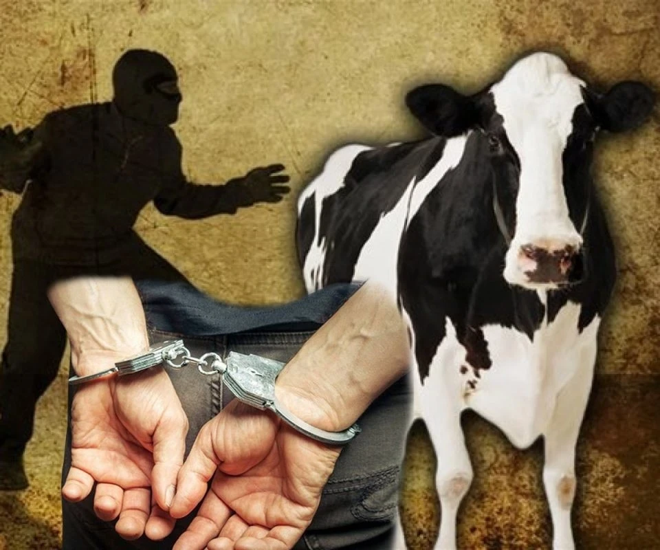 In the Talas Region, a livestock theft worth 800,000 soms has been solved