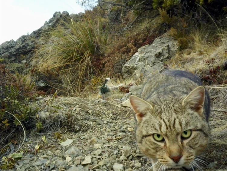 В Новой Зеландии решили полностью уничтожить диких кошек к 2050 году