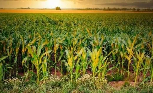 Farmers Take Note. An Innovative Seed Sowing Method Implemented in Kyrgyzstan