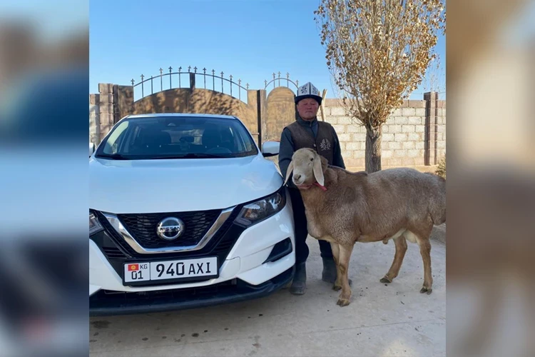 В Ак-Талинском районе выращивают селекционных баранов стоимостью $15 тысяч