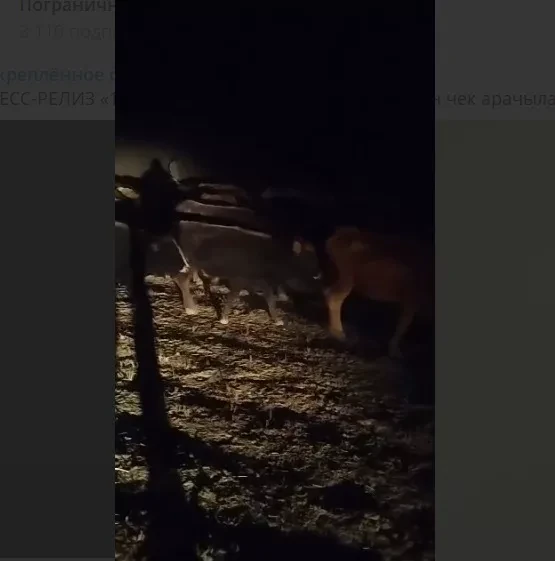 Пограничники Кыргызстана пресекли попытку нелегального перегона скота в Таджикистан