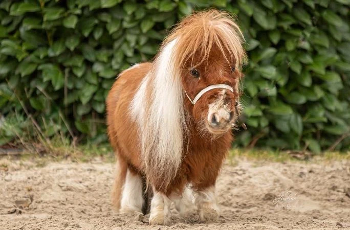 Конь ростом 52,6 сантиметра попал в Книгу рекордов Гиннесса