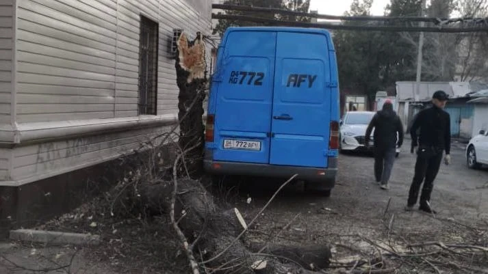 Сильный ветер в Бишкеке повалил 16 деревьев