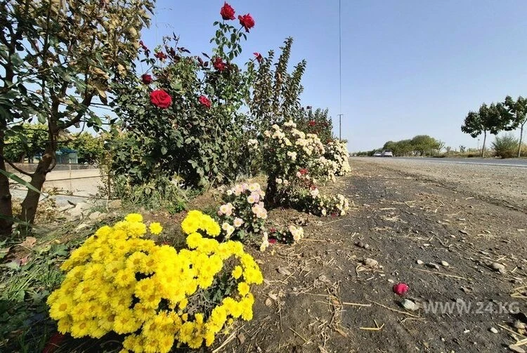 Любовь и тысяча сомов: как в Баткене семья подарила путникам цветочный оазис