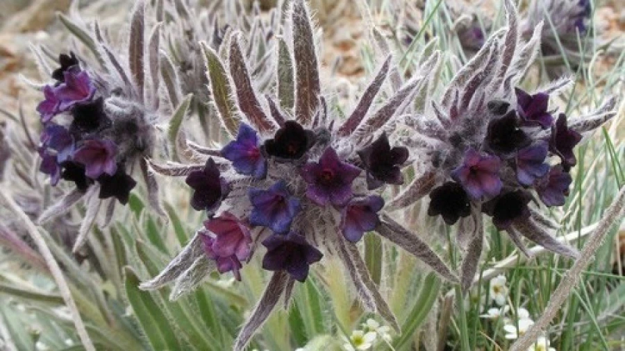 A resident of the village of Leninsky found 850 kg of endive roots