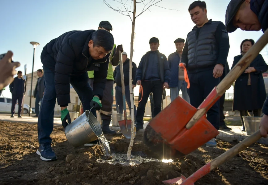The Mayor of Bishkek Planted Birch Trees in the "Kok-Zhar" Residential Area