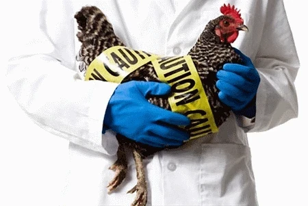 Scientists Warn of Avian Influenza Pandemic