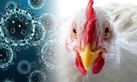 The risk of a bird flu pandemic has been assessed