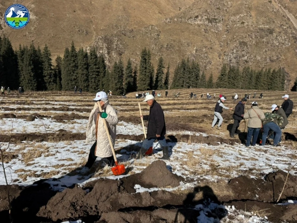 В Чон-Кемине высадили 2000 саженцев берёзы