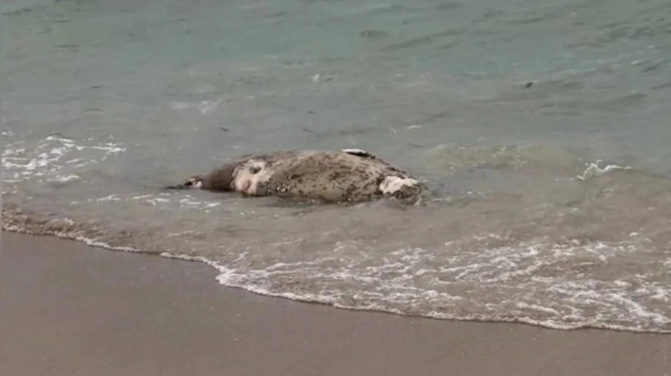 More than 100 carcasses of dead seals found on the shore of the Caspian Sea in Kazakhstan
