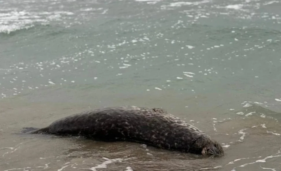 Казакстанда Каспий деңизинин жээгинде экологдор 112 өлгөн тюлень тапты