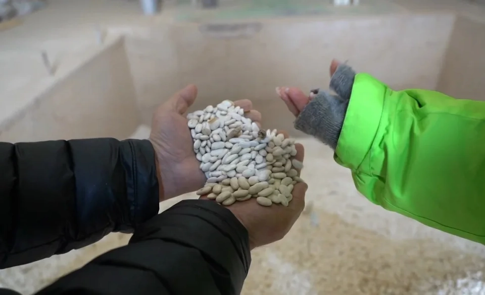 Урожай фасоли в Таласе достиг почти 71 тысячи тонн