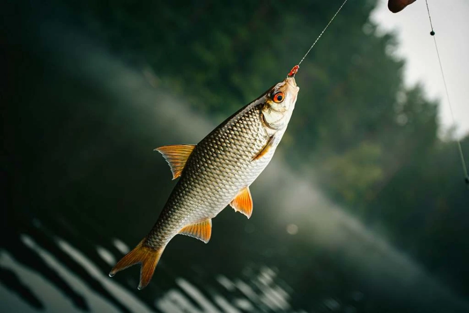 In Kyrgyzstan, an electronic fishing license system is in operation.