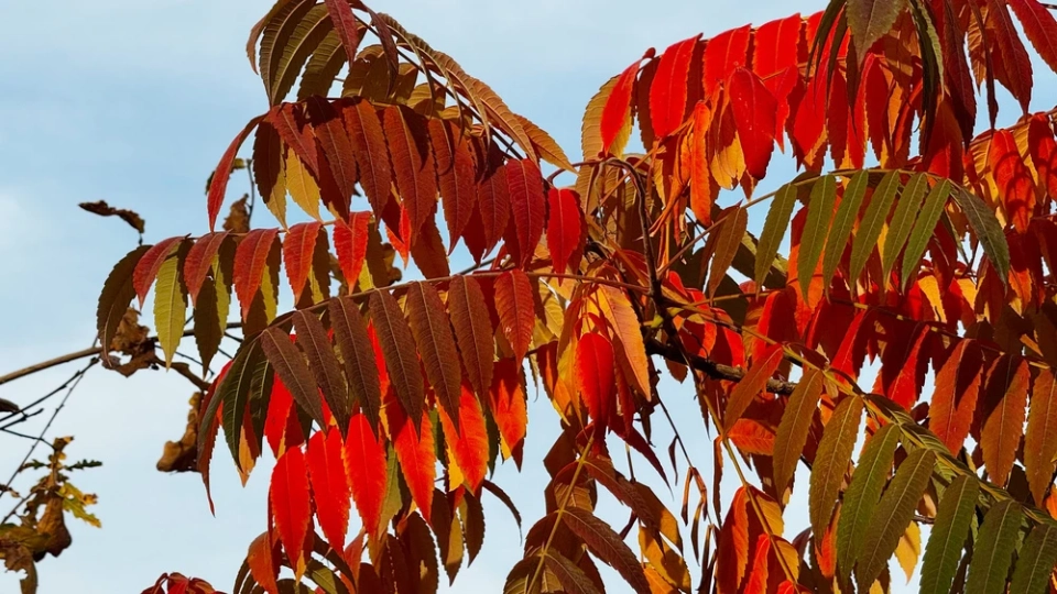 In the next three days, it will warm up again in Kazakhstan.