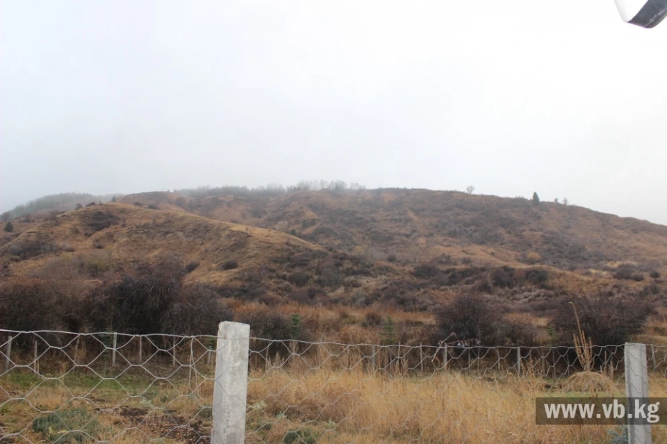 New forests are growing and leopards are being preserved in Chon-Kemin Park