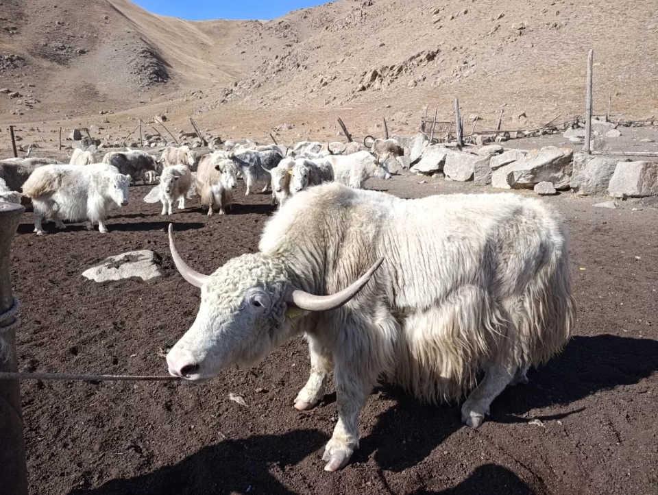 In the Tonsky District, the population of white yaks is increasing
